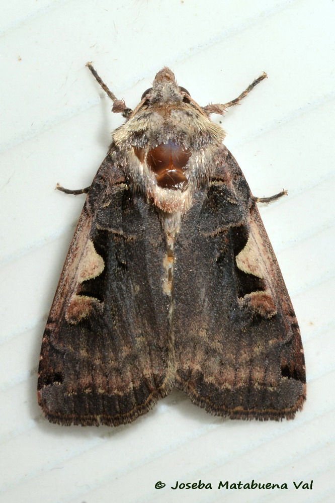 Eteroceri del mese di aprile, dal confino